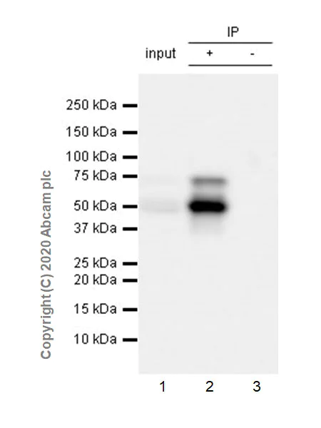 Immunoprecipitation - Anti-Tau (phospho T181) antibody [EPR23506-107] (AB254409)