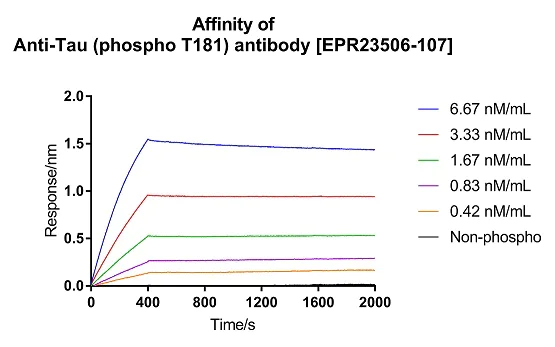 Affinity Purification - Anti-Tau (phospho T181) antibody [EPR23506-107] - BSA and Azide free (AB277644)