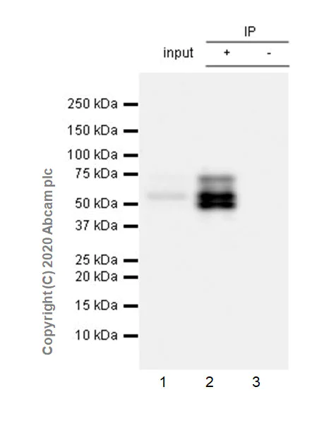 Immunoprecipitation - Anti-Tau (phospho T181) antibody [EPR23506-107] - BSA and Azide free (AB277644)