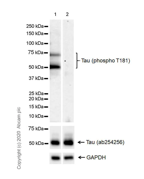 Western blot - Anti-Tau (phospho T181) antibody [EPR23506-107] - BSA and Azide free (AB277644)