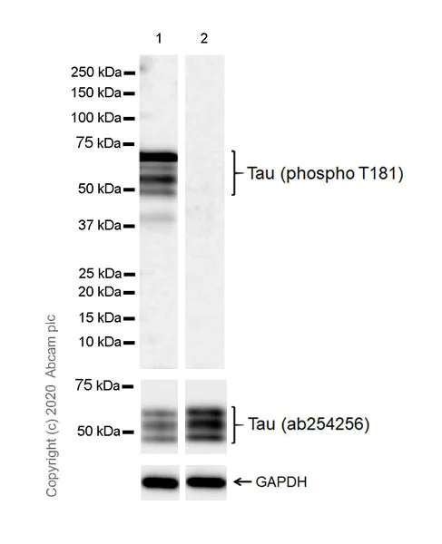 Western blot - Anti-Tau (phospho T181) antibody [EPR23506-107] - BSA and Azide free (AB277644)