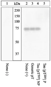 Western blot - Anti-Tau (phospho T205) antibody (AB4841)