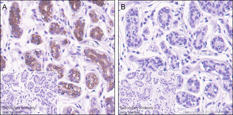 Immunohistochemistry (Formalin/PFA-fixed paraffin-embedded sections) - Anti-Tau (phospho T205) antibody [EPR23505-13] (AB254410)
