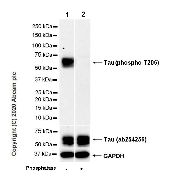 Western blot - Anti-Tau (phospho T205) antibody [EPR23505-13] (AB254410)