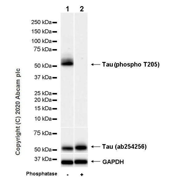 Western blot - Anti-Tau (phospho T205) antibody [EPR23505-13] (AB254410)