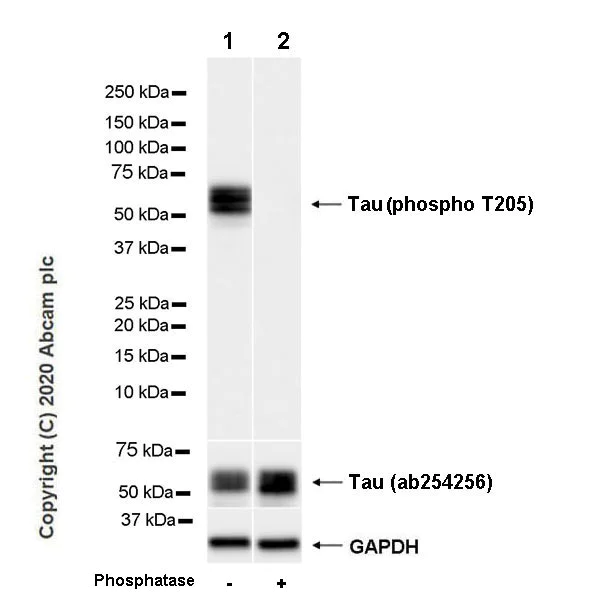 Western blot - Anti-Tau (phospho T205) antibody [EPR23505-13] (AB254410)