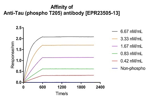 Affinity Purification - Anti-Tau (phospho T205) antibody [EPR23505-13] - BSA and Azide free (ab275027), expandable thumbnail