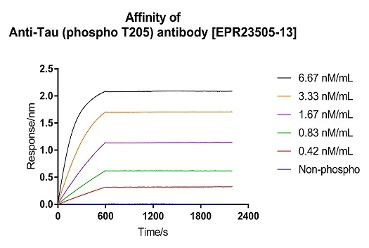 Affinity Purification - Anti-Tau (phospho T205) antibody [EPR23505-13] - BSA and Azide free (AB275027)