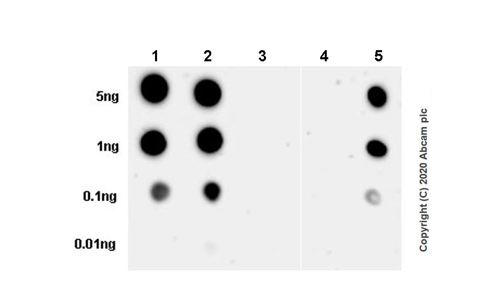 Dot Blot - Anti-Tau (phospho T205) antibody [EPR23505-13] - BSA and Azide free (AB275027), expandable thumbnail