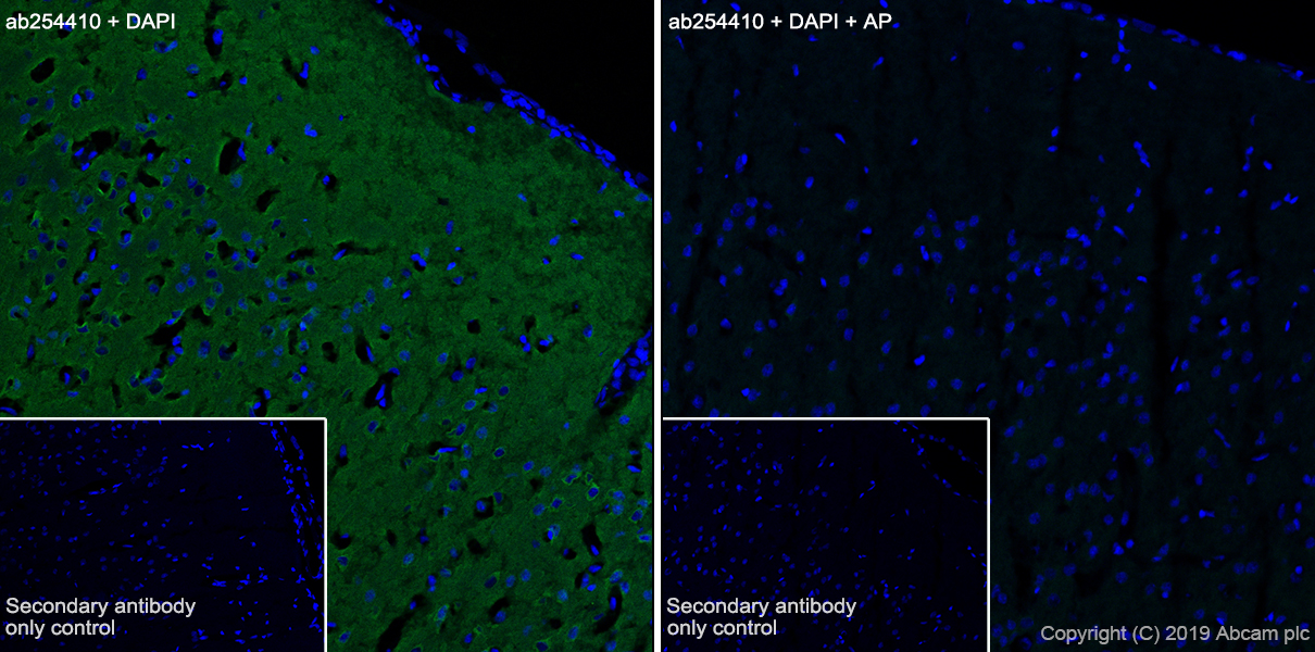 Immunohistochemistry (Frozen sections) - Anti-Tau (phospho T205) antibody [EPR23505-13] - BSA and Azide free (ab275027), expandable thumbnail
