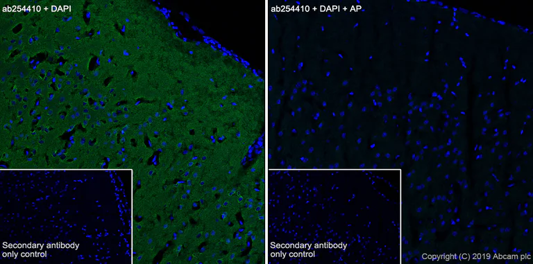 Immunohistochemistry (Frozen sections) - Anti-Tau (phospho T205) antibody [EPR23505-13] - BSA and Azide free (AB275027)