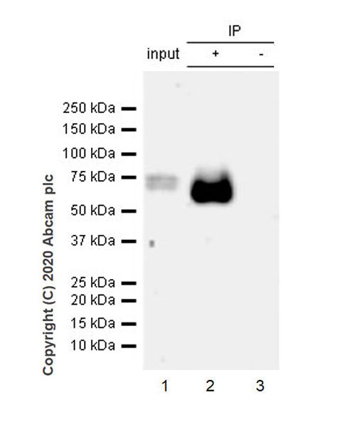 Immunoprecipitation - Anti-Tau (phospho T205) antibody [EPR23505-13] - BSA and Azide free (AB275027), expandable thumbnail