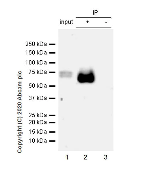 Immunoprecipitation - Anti-Tau (phospho T205) antibody [EPR23505-13] - BSA and Azide free (AB275027)