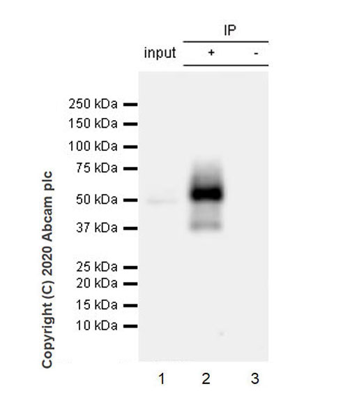 Immunoprecipitation - Anti-Tau (phospho T205) antibody [EPR23505-13] - BSA and Azide free (ab275027), expandable thumbnail