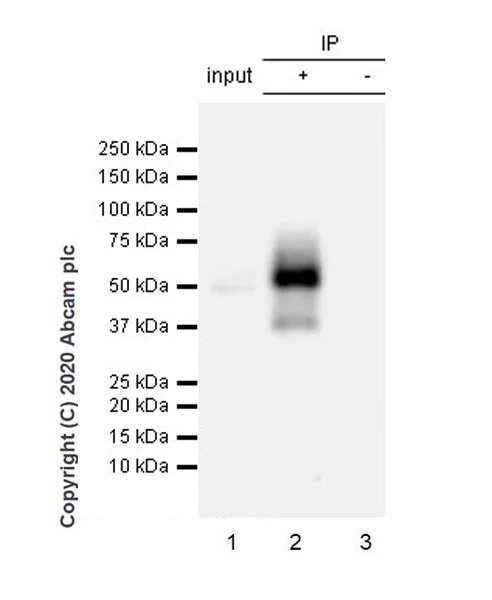 Immunoprecipitation - Anti-Tau (phospho T205) antibody [EPR23505-13] - BSA and Azide free (AB275027)