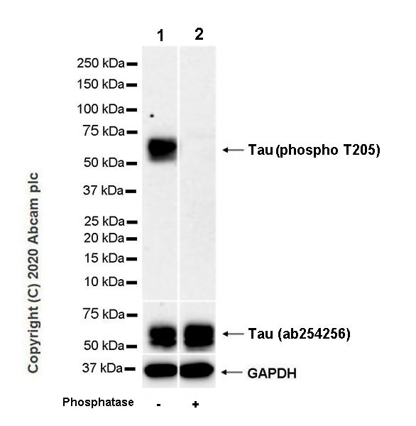 Western blot - Anti-Tau (phospho T205) antibody [EPR23505-13] - BSA and Azide free (AB275027), expandable thumbnail