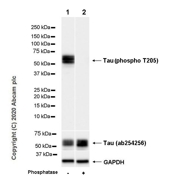 Western blot - Anti-Tau (phospho T205) antibody [EPR23505-13] - BSA and Azide free (ab275027), expandable thumbnail