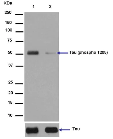Western blot - Anti-Tau (phospho T205) antibody [EPR2403(2)] - BSA and Azide free (AB244238)