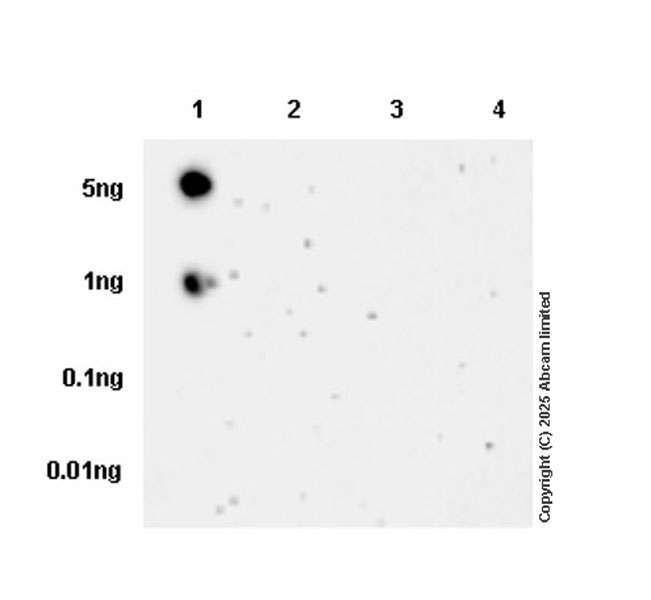 Dot Blot - Anti-Tau (phospho T212 + S214) antibody [EPR27523-252] (AB324015), expandable thumbnail
