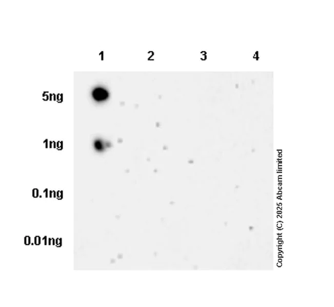 Dot Blot - Anti-Tau (phospho T212 + S214) antibody [EPR27523-252] (AB324015)