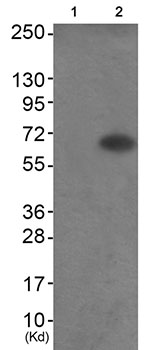 Western blot - Anti-Tau (phospho T217) antibody (AB192665), expandable thumbnail
