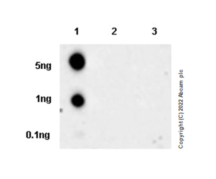Dot Blot - Anti-Tau (phospho T217) antibody [EPR24654-110] (BSA and Azide free) (AB291104)