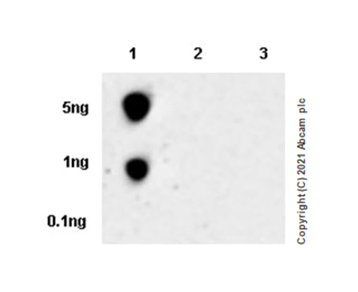 Dot Blot - Anti-Tau (phospho T217) antibody [EPR24654-24] - BSA and Azide free (AB288167)