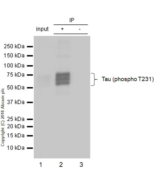 Immunoprecipitation - Anti-Tau (phospho T231) antibody [EPR2488] - BSA and Azide free (AB156624)
