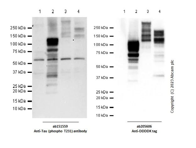 Western blot - Anti-Tau (phospho T231) antibody [EPR2488] - BSA and Azide free (AB156624)