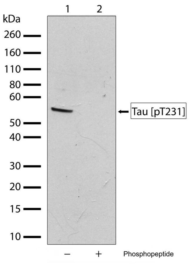 Western blot - Anti-Tau (phospho T231) antibody [RP23040023] (AB307987), expandable thumbnail