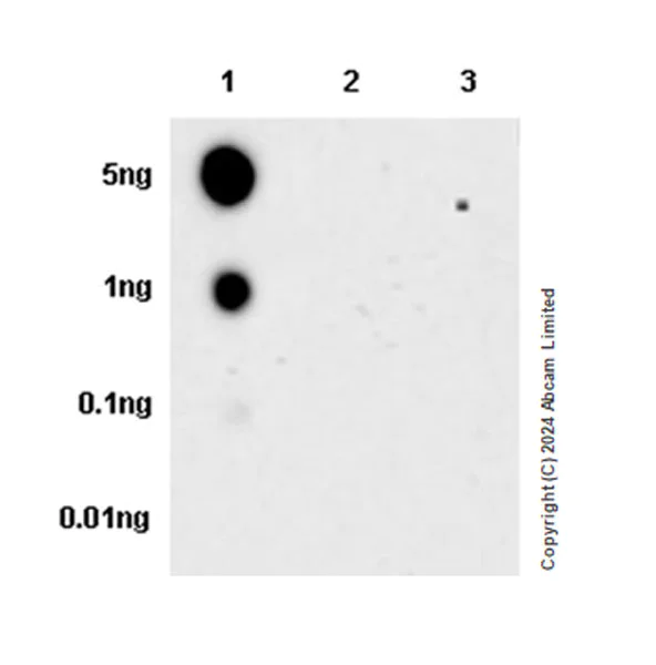 Dot Blot - Anti-Tau (phospho T50) antibody [EPR29148-44] - BSA and Azide free (AB324765)