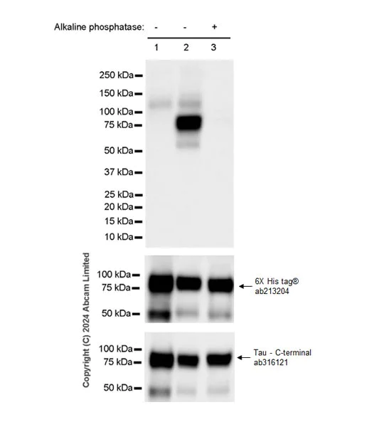 Western blot - Anti-Tau (phospho T50) antibody [EPR29148-44] - BSA and Azide free (AB324765)