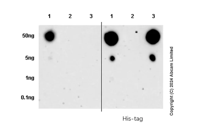 Dot Blot - Anti-Tau (phospho T69) antibody [EPR29149-92] - BSA and Azide free (AB324840)