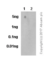 Dot Blot - Tau Research (Tau, S198, S199, S202 + T205, S214, S396, S404, S422, T231) Antibody Sampler Panel (AB226492)