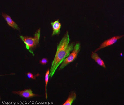 Immunocytochemistry/ Immunofluorescence - Tau Research (Tau, S198, S199, S202 + T205, S214, S396, S404, S422, T231) Antibody Sampler Panel (AB226492)