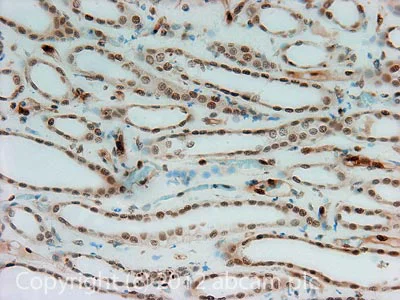Immunohistochemistry (Formalin/PFA-fixed paraffin-embedded sections) - Anti-TAZ antibody (AB110239)