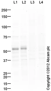 Western blot - Anti-TAZ antibody (AB110239)