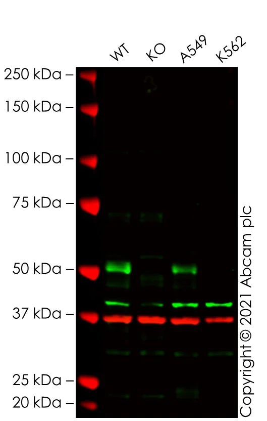 Western blot - Anti-TAZ antibody (AB110239)