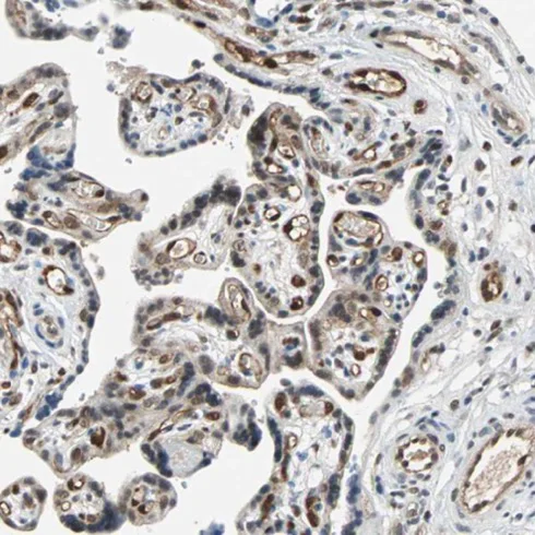 Immunohistochemistry (Formalin/PFA-fixed paraffin-embedded sections) - Anti-TAZ antibody (AB224239)