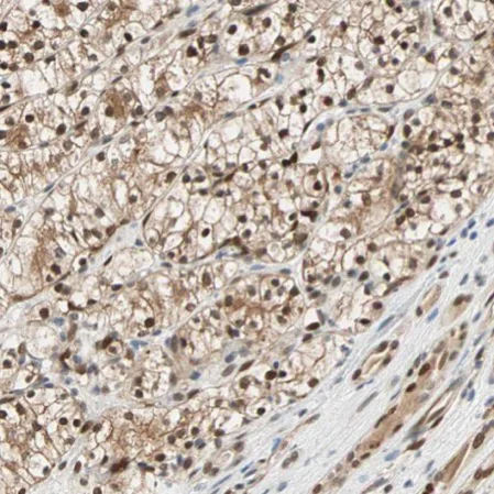 Immunohistochemistry (Formalin/PFA-fixed paraffin-embedded sections) - Anti-TAZ antibody (AB224239)
