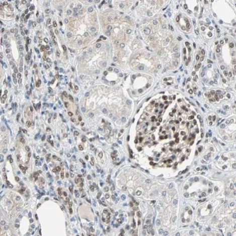 Immunohistochemistry (Formalin/PFA-fixed paraffin-embedded sections) - Anti-TAZ antibody (AB224239)