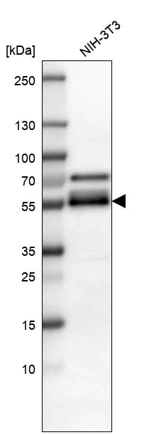 Western blot - Anti-TAZ antibody (AB224239)