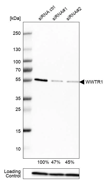 Western blot - Anti-TAZ antibody (AB224239)