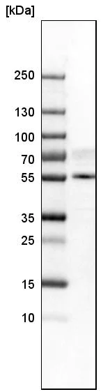 Western blot - Anti-TAZ antibody (AB224239)