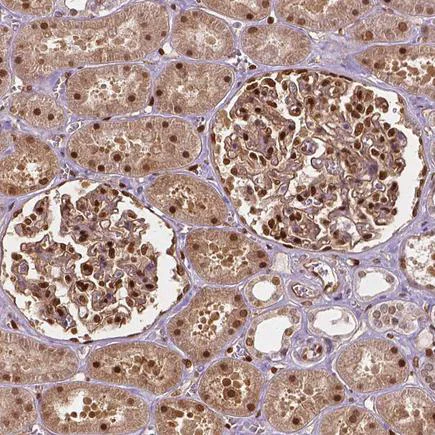 Immunohistochemistry (Formalin/PFA-fixed paraffin-embedded sections) - Anti-TAZ antibody [CL0371] (AB242313)