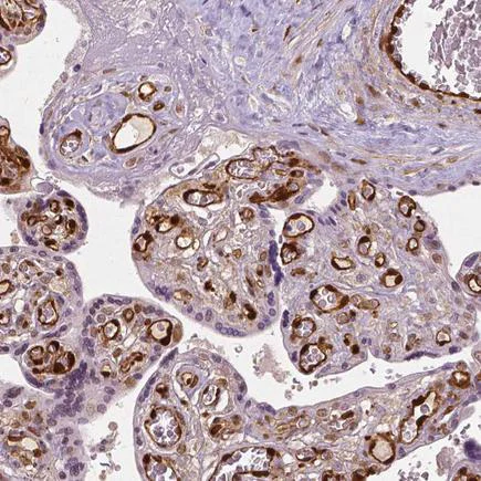 Immunohistochemistry (Formalin/PFA-fixed paraffin-embedded sections) - Anti-TAZ antibody [CL0371] (AB242313)