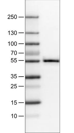 Western blot - Anti-TAZ antibody [CL0371] (AB242313)