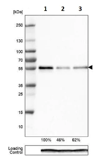 Western blot - Anti-TAZ antibody [CL0371] (AB242313)