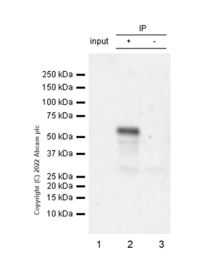 Immunoprecipitation - Anti-TAZ antibody [EPR25084-93] (AB307440)
