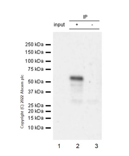 Immunoprecipitation - Anti-TAZ antibody [EPR25084-93] - BSA and Azide free (AB307441), expandable thumbnail